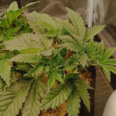 Gorilla Cookies Auto growlog timeline photo