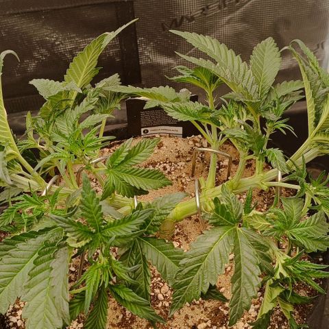 Gorilla Cookies Auto growlog timeline photo