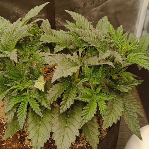 Gorilla Cookies Auto growlog timeline photo