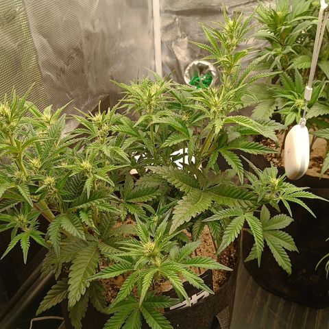Gorilla Cookies Auto growlog timeline photo