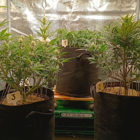 Gorilla Cookies Auto growlog timeline photo