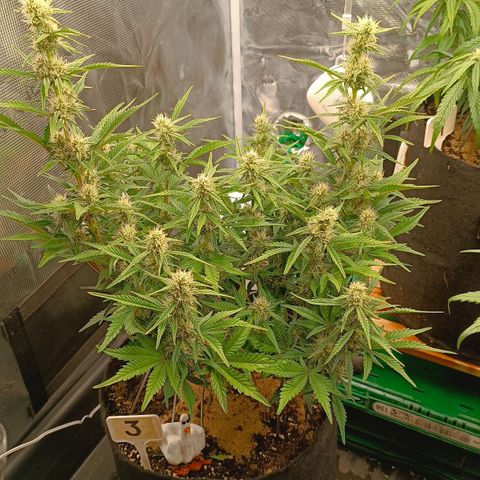 Gorilla Cookies Auto growlog timeline photo