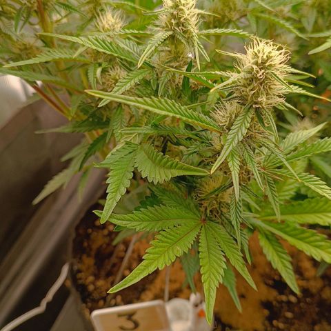 Gorilla Cookies Auto growlog timeline photo