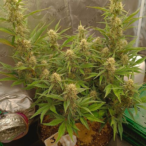 Gorilla Cookies Auto growlog timeline photo