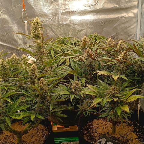 Gorilla Cookies Auto growlog timeline photo