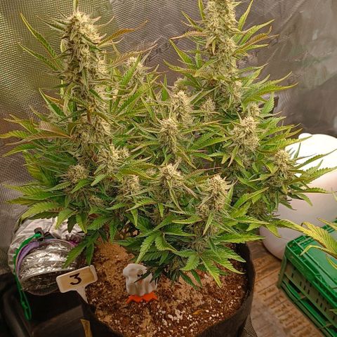 Gorilla Cookies Auto growlog timeline photo