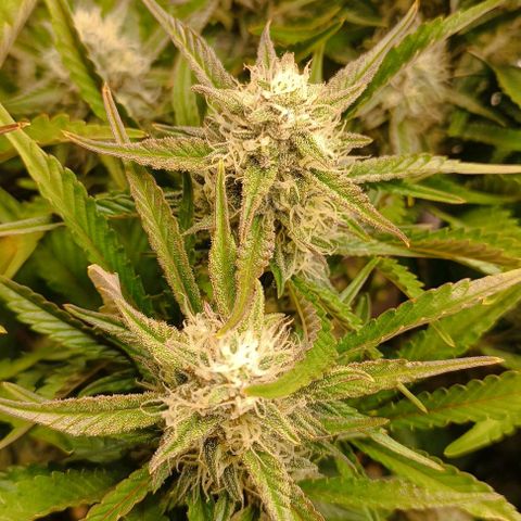 Gorilla Cookies Auto growlog timeline photo