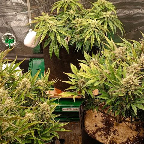 Gorilla Cookies Auto growlog timeline photo