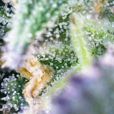 Gorilla Cookies Auto growlog timeline photo