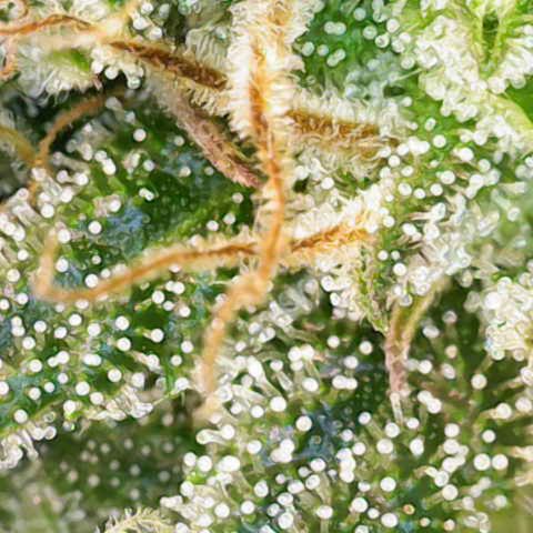 Gorilla Cookies Auto growlog timeline photo
