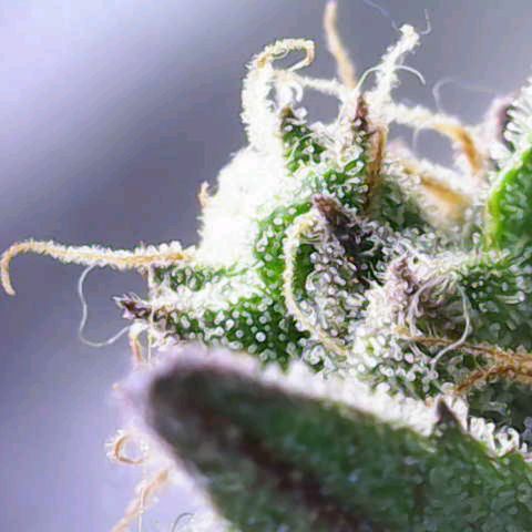 Gorilla Cookies Auto growlog timeline photo