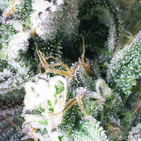 Gorilla Cookies Auto growlog timeline photo