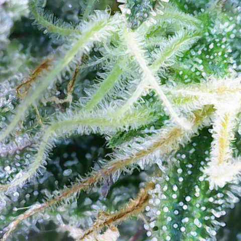 Gorilla Cookies Auto growlog timeline photo