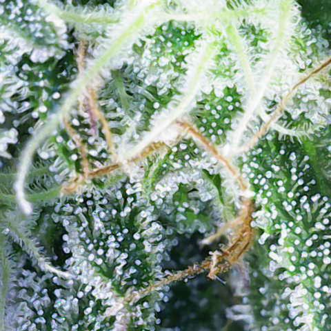 Gorilla Cookies Auto growlog timeline photo