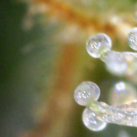 Gorilla Cookies Auto growlog timeline photo