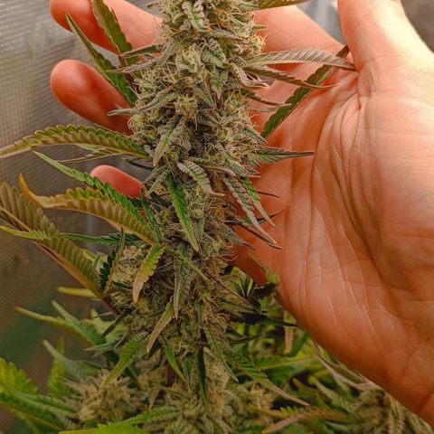 Gorilla Cookies Auto growlog timeline photo