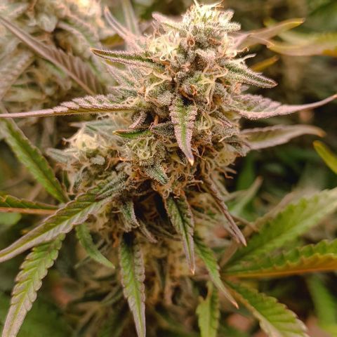 Gorilla Cookies Auto growlog timeline photo