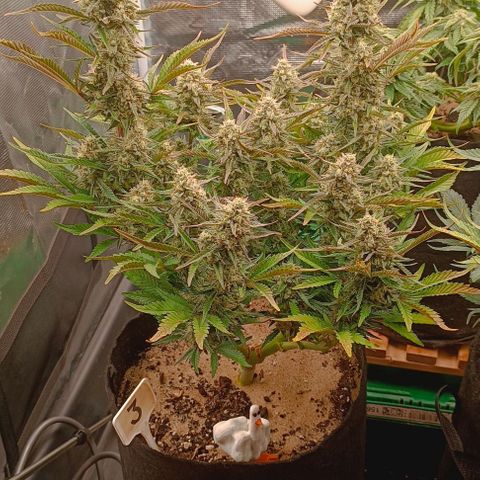 Gorilla Cookies Auto growlog timeline photo