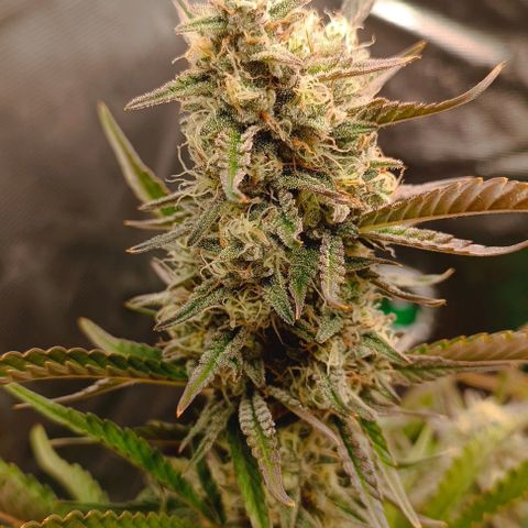 Gorilla Cookies Auto growlog timeline photo