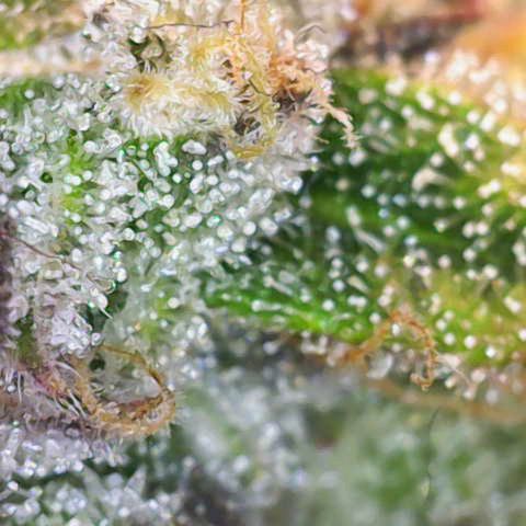 Gorilla Cookies Auto growlog timeline photo