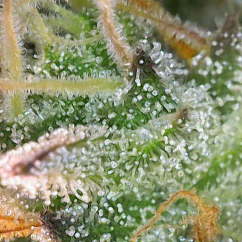 Gorilla Cookies Auto growlog timeline photo
