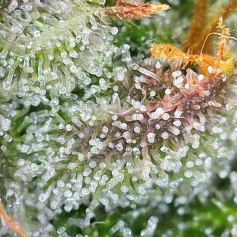 Gorilla Cookies Auto growlog timeline photo