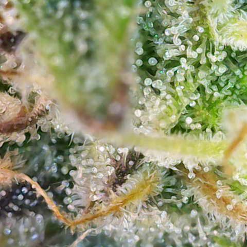 Gorilla Cookies Auto growlog timeline photo