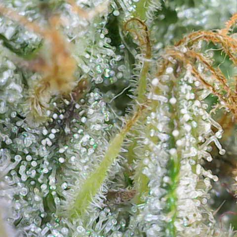Gorilla Cookies Auto growlog timeline photo