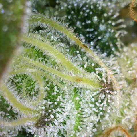 Gorilla Cookies Auto growlog timeline photo