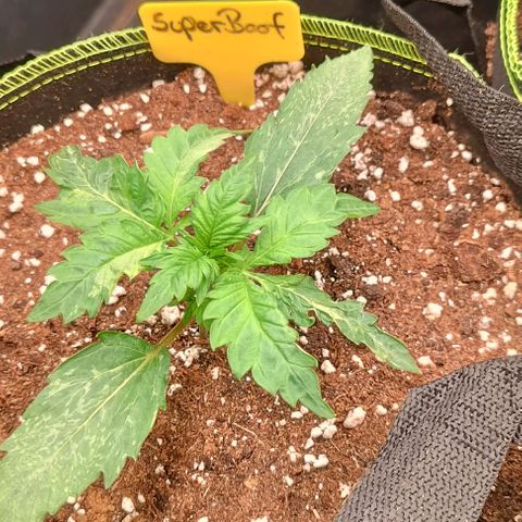 Gorilla Cookies Auto growlog timeline photo