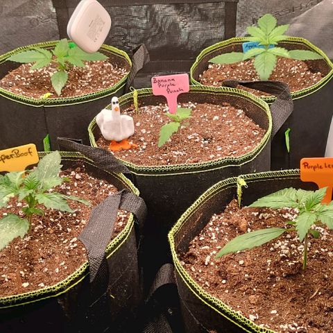 Gorilla Cookies Auto growlog timeline photo