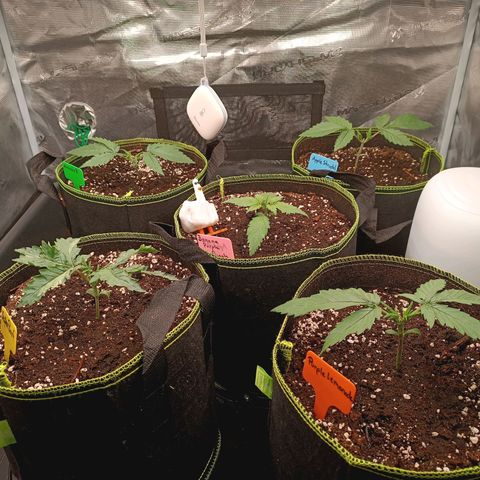 Gorilla Cookies Auto growlog timeline photo