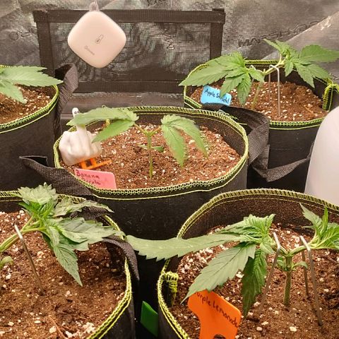 Gorilla Cookies Auto growlog timeline photo