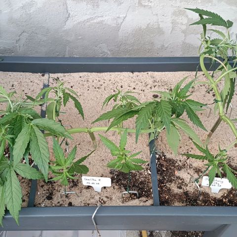 Gorilla Cookies Auto growlog timeline photo