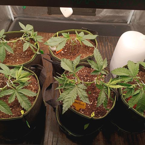 Gorilla Cookies Auto growlog timeline photo