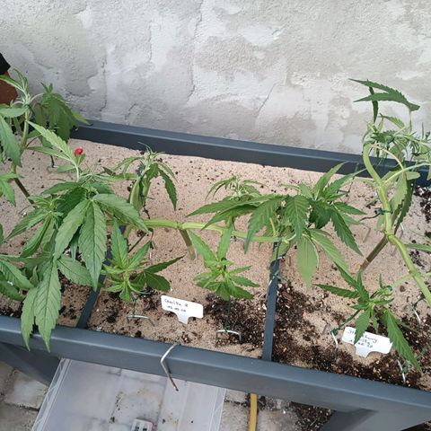 Gorilla Cookies Auto growlog timeline photo