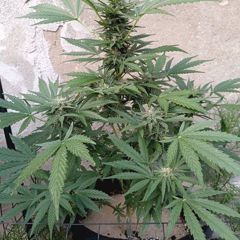 Gorilla Cookies Auto growlog timeline photo