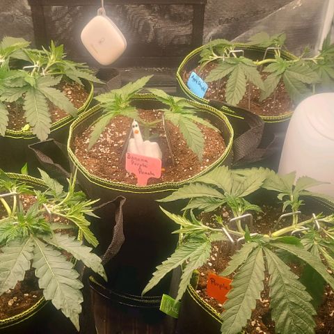 Gorilla Cookies Auto growlog timeline photo