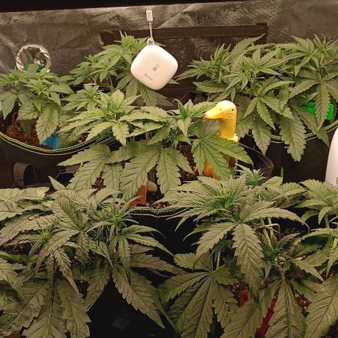 Gorilla Cookies Auto growlog timeline photo