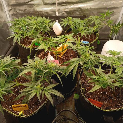Gorilla Cookies Auto growlog timeline photo