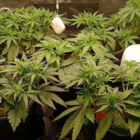 Gorilla Cookies Auto growlog timeline photo