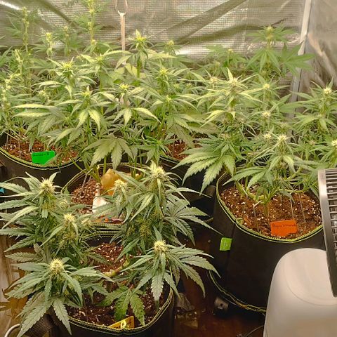 Gorilla Cookies Auto growlog timeline photo