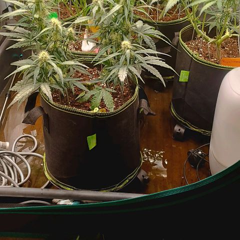 Gorilla Cookies Auto growlog timeline photo