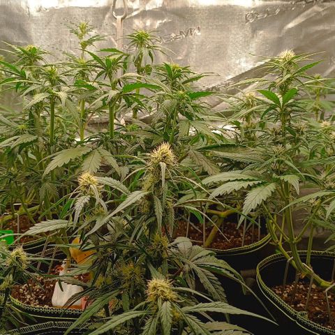 Gorilla Cookies Auto growlog timeline photo