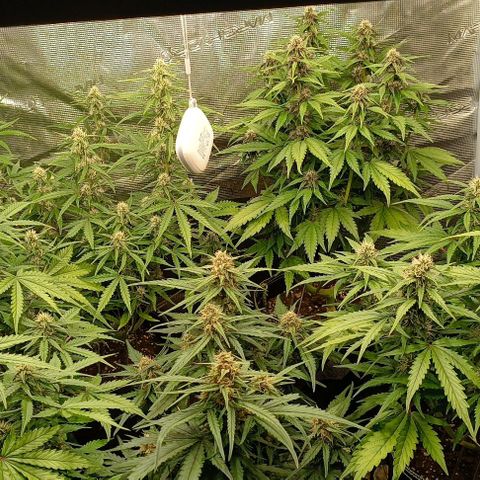 Gorilla Cookies Auto growlog timeline photo