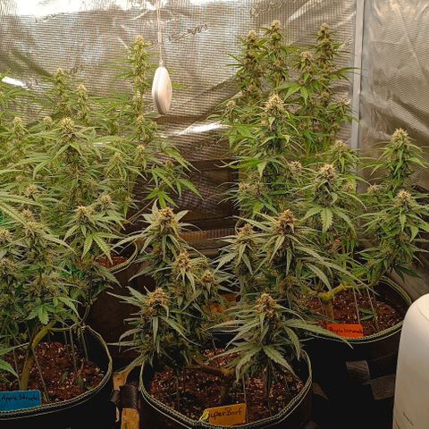 Gorilla Cookies Auto growlog timeline photo