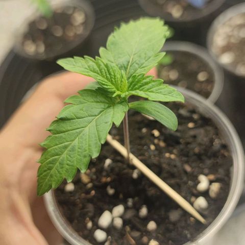 Capn-kush  growlog timeline photo