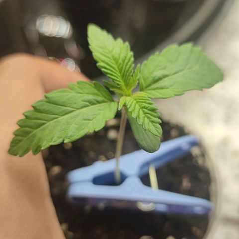 Frosty kong growlog timeline photo