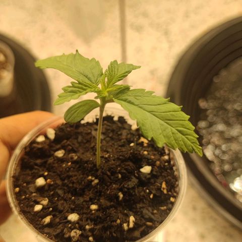 Apple candy growlog timeline photo