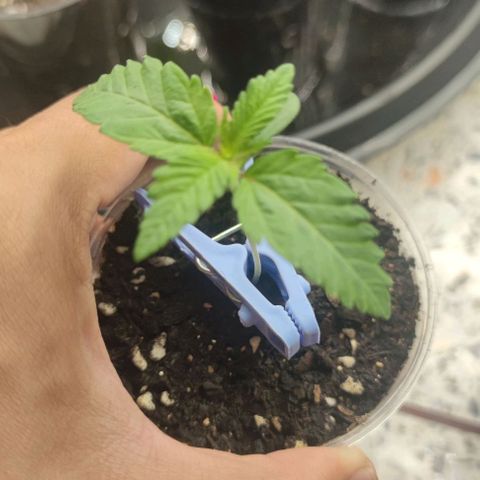 Frosty kong growlog timeline photo